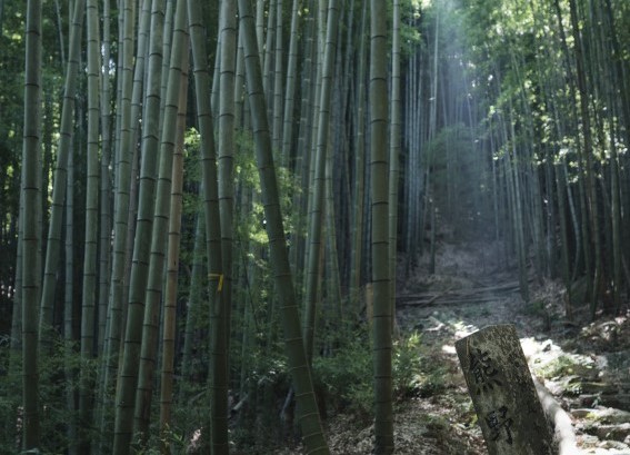 紀伊路（きいじ）