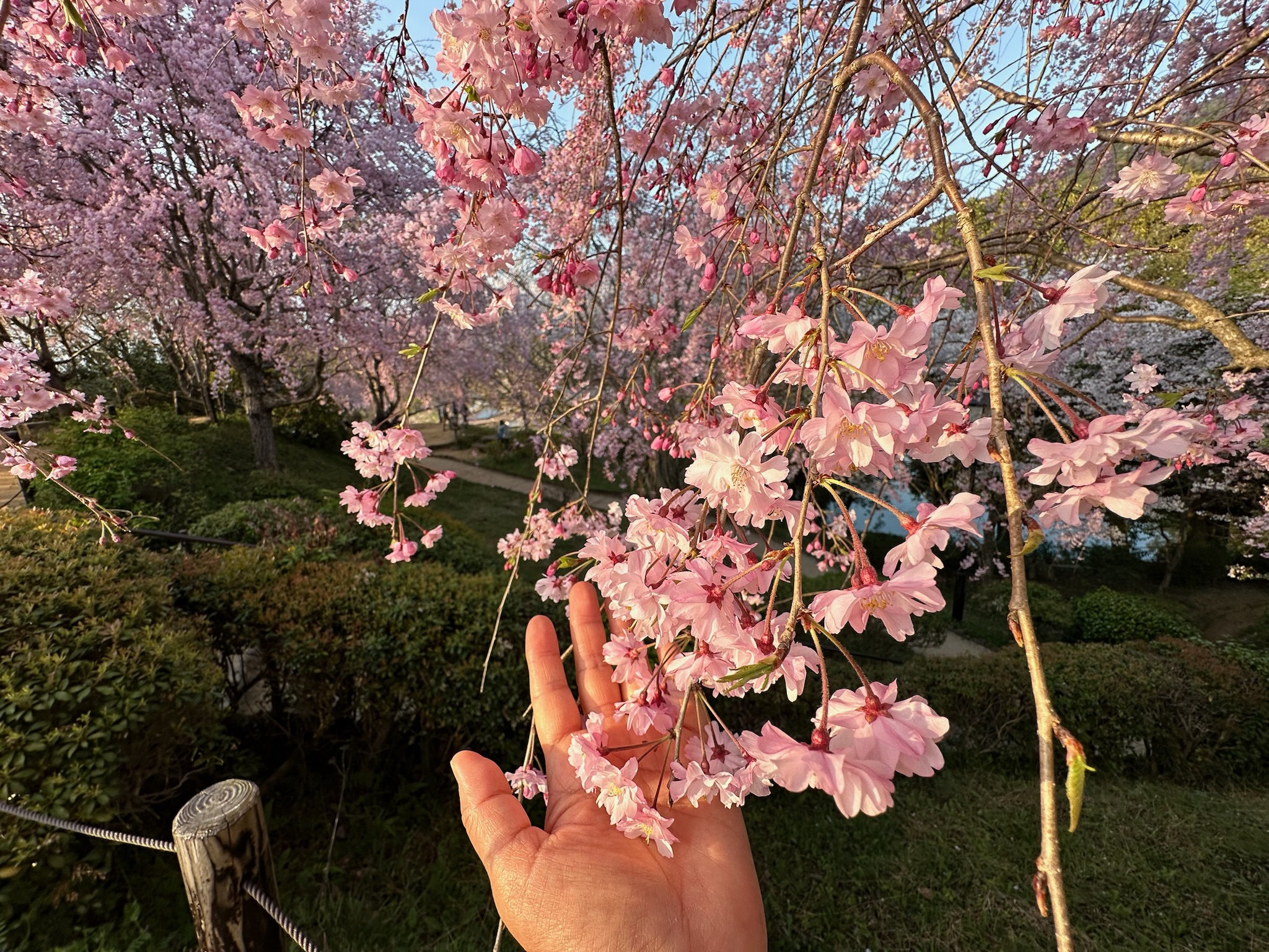 3月〜4月の桜旅